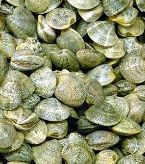 Pesca. Continua la crisi nell’Alto Adriatico. Meglio le vongole filippine
