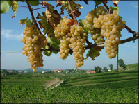 Contributi per chi cede i vigneti in modo definitivo