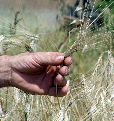 Un’impresa agricola su tre a rischio chiusura, il 50% ha bilanci in rosso