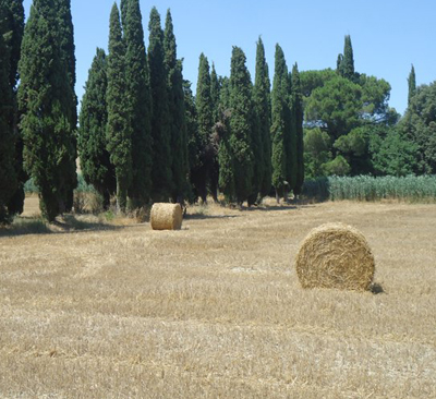 E’ in Italia il 13,5% delle aziende agricole dell’intera Unione europea