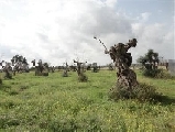 Xylella, sarà nominato un commissario di Protezione civile per gestire emergenza olivicoltura