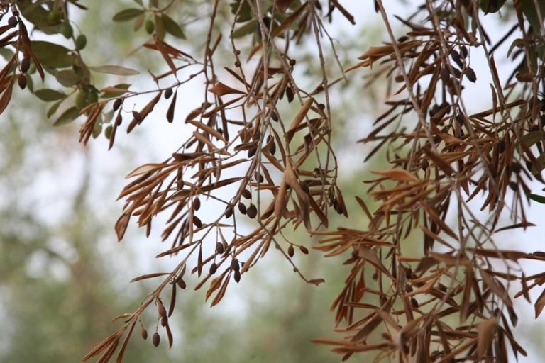 Puglia sotto attacco del batterio Xylella. A rischio 30mila olivi