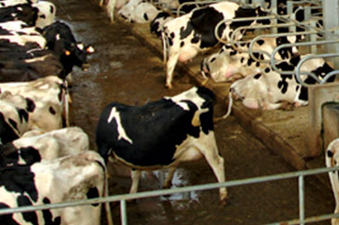 Pandemia e zootecnica emiliano-romagnola. Produzione lorda vendibile a 1.990 mln. Contrazione dello 0,6%