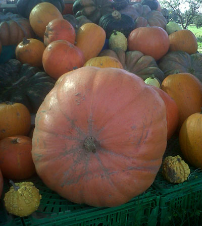 La crisi ferma anche Halloween. Il mercato delle zucche crolla del 20%