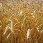 Grano duro