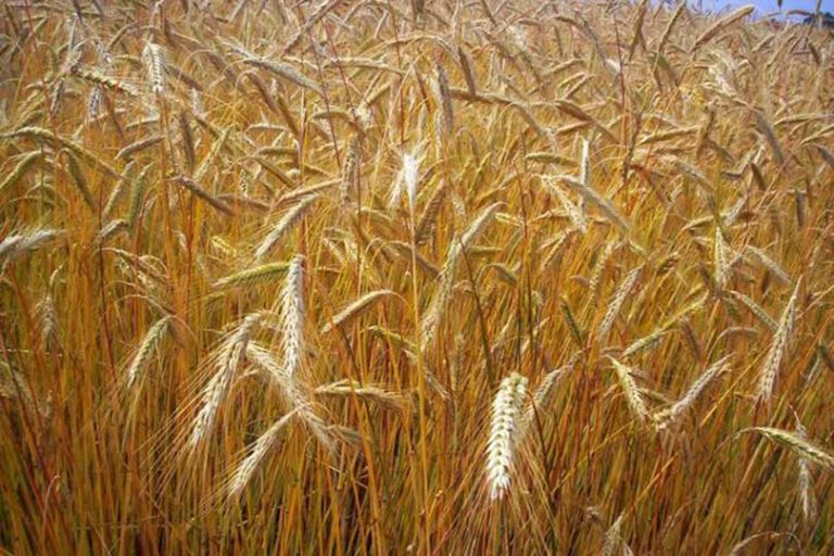 Agricoltori sottopagati. Cia Toscana, per ogni ettaro di grano rimessa di 200 euro