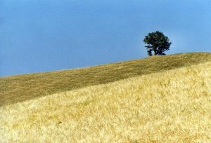 campo grano