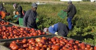 Caporalatoe  voucher, leggi in chiaroscuro per il lavoro in agricoltura