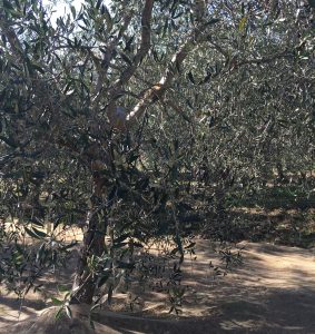olivo_agricultura