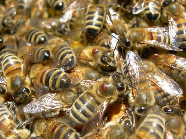 Giornata Api: Cia, senza di loro a rischio 70% produzione agricola mondiale