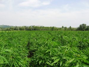 Campo-Canapa