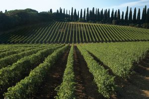Vigneti-a-Bolgheri
