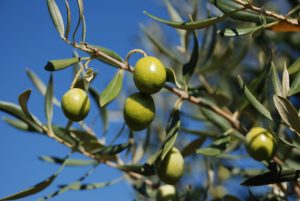 olive_d_d0