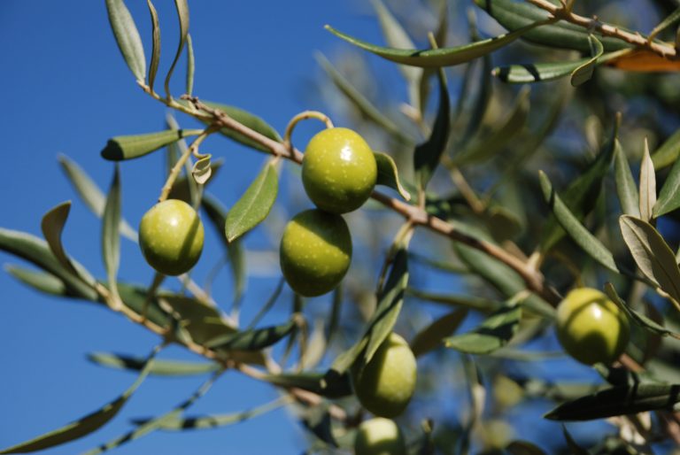 Evoo Days. Veronafiere lancia networking per valorizzare l’extravergine di qualità