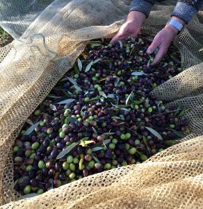 raccolta_olive_agriculturaIT