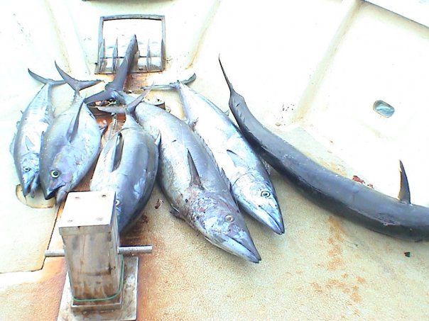 Pesca sportiva al tonno rosso. Dreosto (Lega) richiede l’aumento delle quote