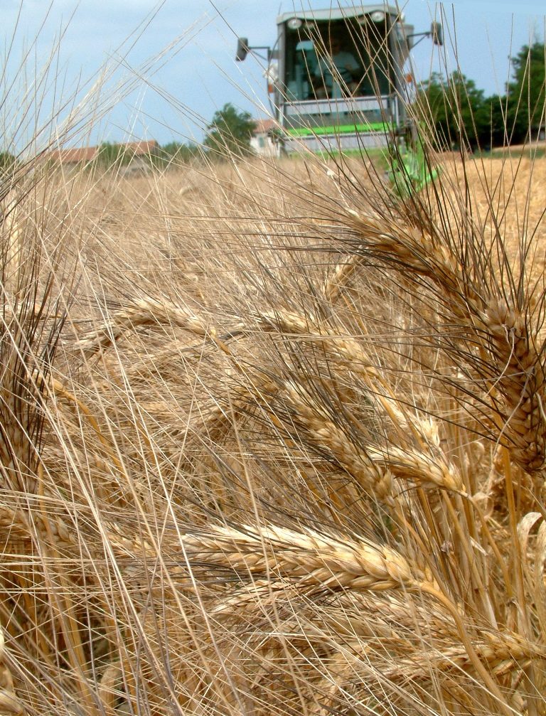 Grano duro. Il decreto è un primo passo per rilancio di una filiera tracciata e di qualità. «Ma da solo non basta»