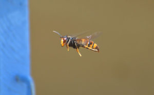 La vespa velutina