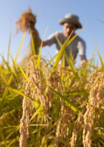 agricoltura-sostenibile