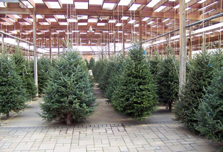 Gli alberi di Natale veri e certificati sono una scelta sostenibile
