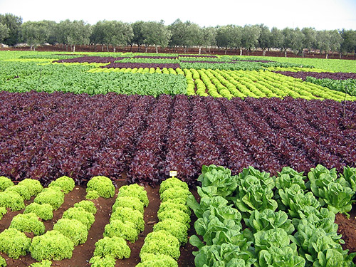 Arrivano gli investimenti. Ministero stanzia 400 milioni per settore agricolo e agroalimentare