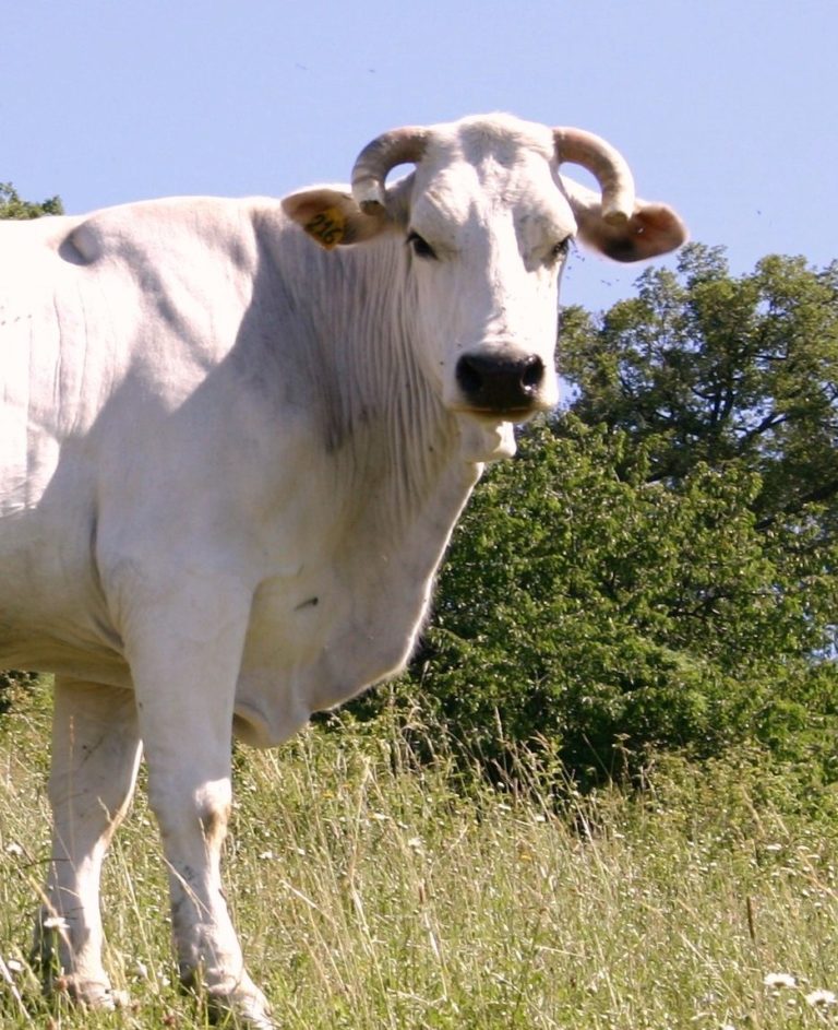 Zootecnia ad Agriumbria. Nasce l’Osservatorio sui consumi della carne di qualità