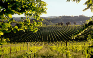 colline-prosecco