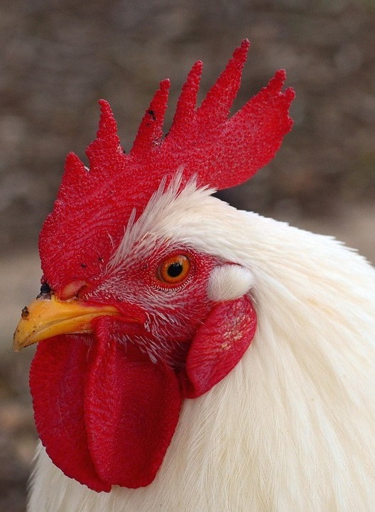 La filiera corta esiste. Azienda agricola Cresta rossa, dall’allevamento alla tavola in pochi metri