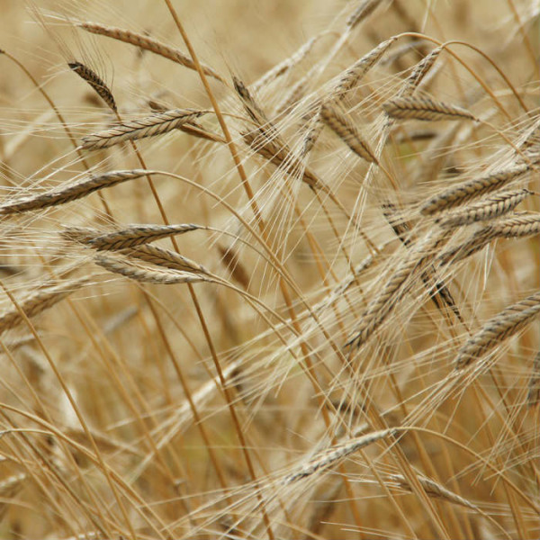 Cereali. Rialzano i prezzi del grano tenero dell’1,2 per cento, mentre scendono quelli dei grani di forza