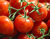 Una nuova contrattazione. Pomodoro da industria alla ricerca di nuove certezze