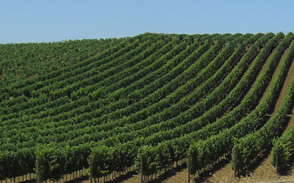 Il Consozio di Tutela Vini Doc Sicilia potenzia la struttura