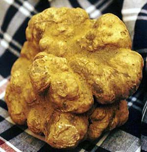Fiera internazionale Tartufo bianco di Alba. Sabato 24 novembre ci sarà ministro Centinaio