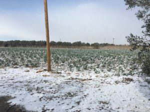 campi policoro neve