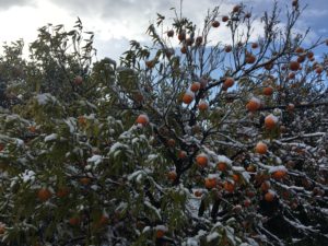 Clementine neve