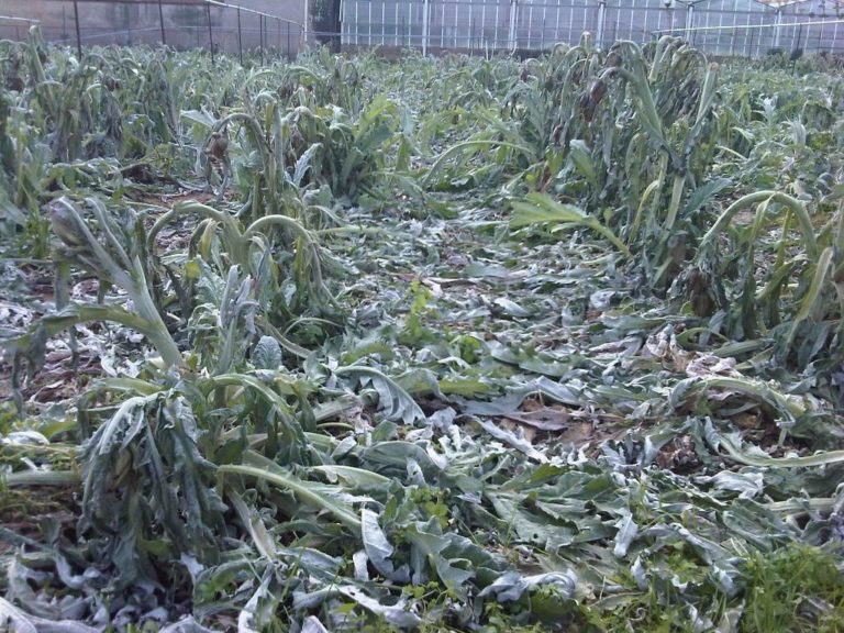 Polizze contro i rischi climatici. In due anni raddoppiano le aziende biologiche (+89%) fanno assicurazione
