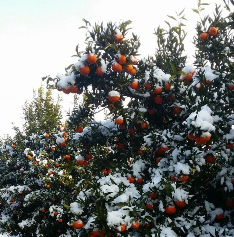 Agrumi. Clima impietoso, Cia: perso fino al 50 per cento del raccolto al Centro-Sud. Calabria e Puglia le più colpite