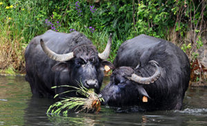 bufale_animale