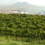 vigneto campania