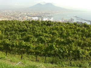 campania-agri