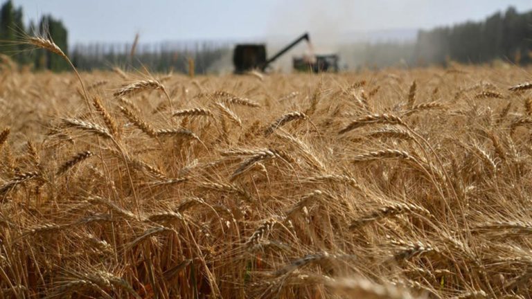 In Sicilia incontro tra Regione e imprenditori cerealicoli per il rilancio della filiera locale