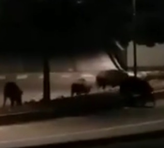 Branco di cinghiali arrivano alla Coop. Ma non per fare la spesa. Allora avevano ragione gli agricoltori
