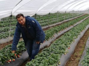 fragole1