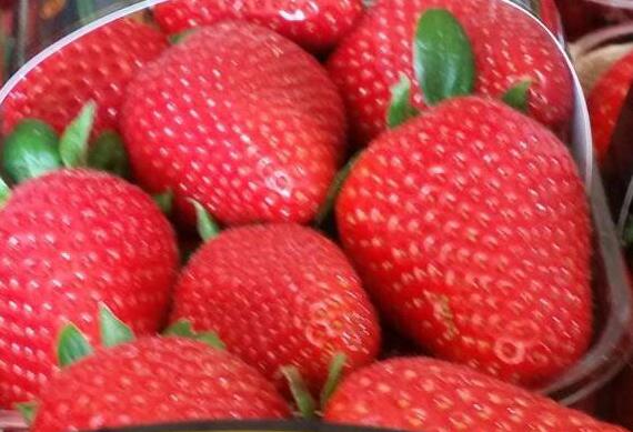 La fragola c’è. Metapontino, alle spalle gennaio siberiano. Fiducia nei prossimi mesi