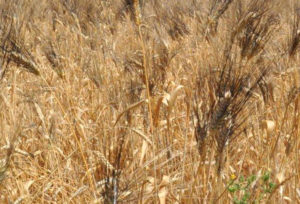 grano_cappelli