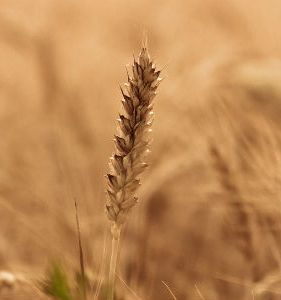 grano_interna