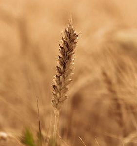 Crisi grano. Appello dalla Toscana: «Creare un fondo per il settore cerealicolo»