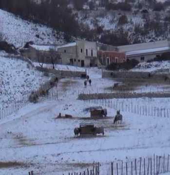 Campi dilaniati dal gelo. Calabria, agricoltura della Piana in ginocchio