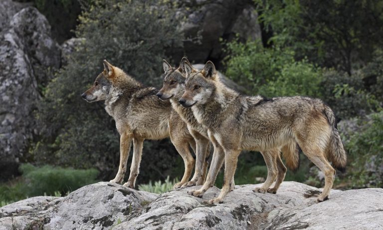 Predatori, le Leggi locali sono applicabili. Sentenza Corte costituzionale in Trentino valida anche per la Toscana