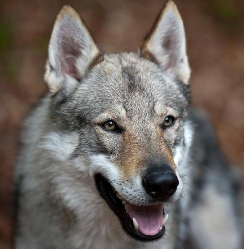 Attenti ai lupi. Traffico illegale di cani, sequestrati 200 ibridi