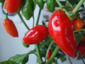 Piccanti e salutari. La ricerca riscopre il peperoncino. Nasce Pepic, la filiera italiana